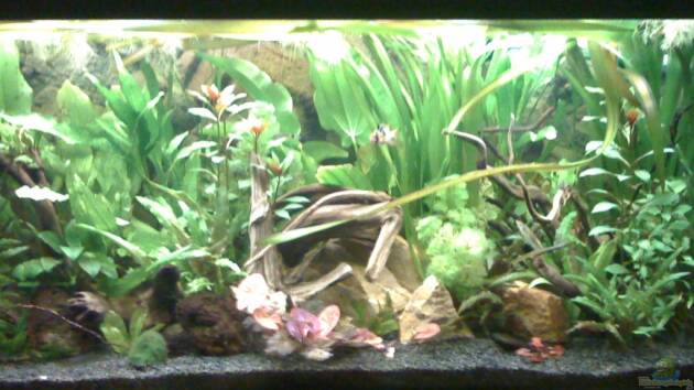 Zum Beispiel Deep Amazonas