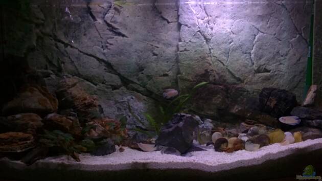 Zum Beispiel Tanganjikabecken