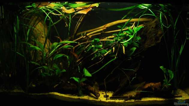 Zum Beispiel Home of Pelvicachromis