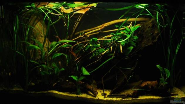 Zum Beispiel Home of Pelvicachromis