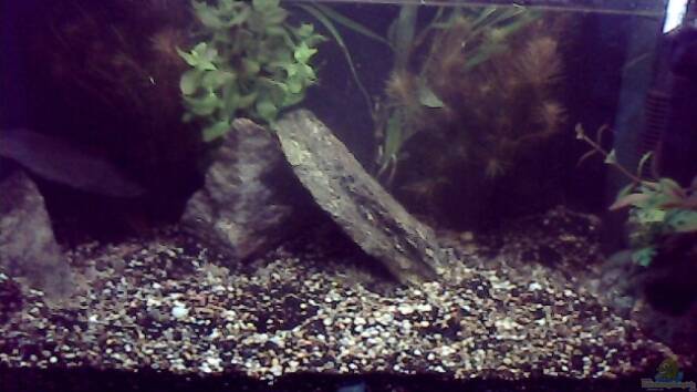 Zum Beispiel kakadu Becken (nur noch als beispiel)