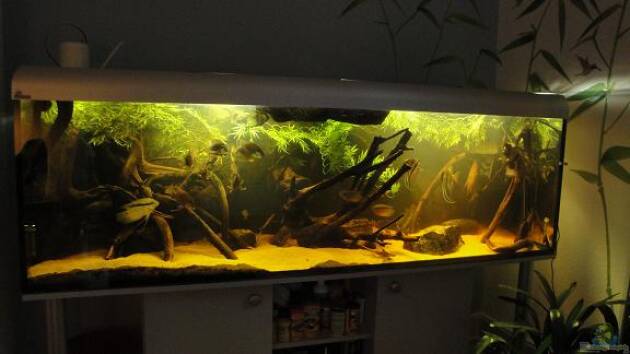 Zum Beispiel Südamerika Biotop (Existiert nicht mehr)