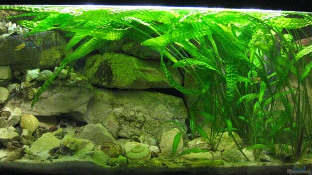 Zum Beispiel Schneckenbuba