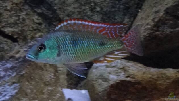 Zum Beispiel Malawi sandy shore(Nur noch als Beispiel)