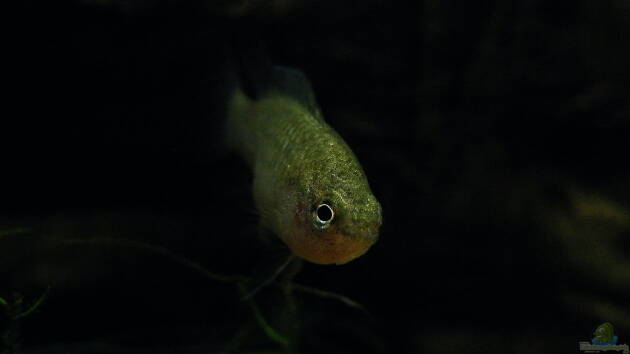 Zum Beispiel Lavafälle