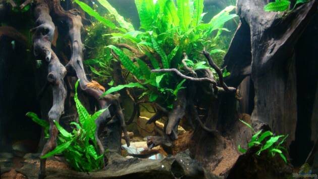 Zum Beispiel Nannacara anomala