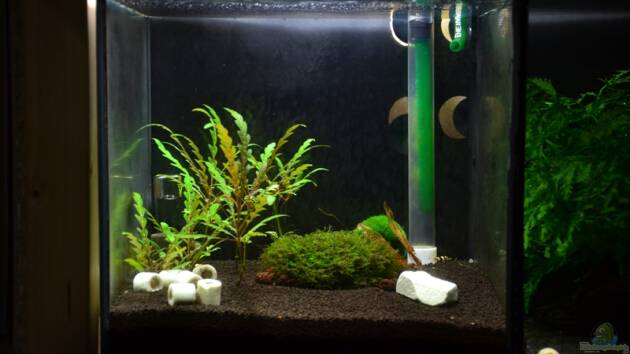 Zum Beispiel Taiwaner