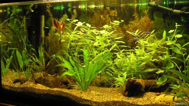 Zum Beispiel Becken 1899