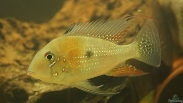 Zum Beispiel Uarus Home