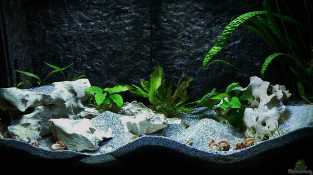 Zum Beispiel Neolamprologus multifasciatus Reines Artenbecken