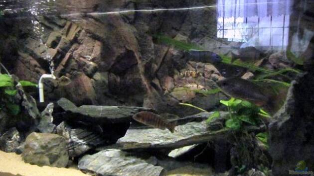 Zum Beispiel Becken 19260