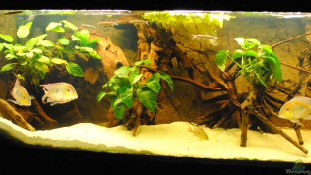 Zum Beispiel Geophagus & Co