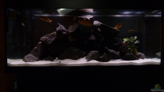 Zum Beispiel Mbunas rocks `n caves