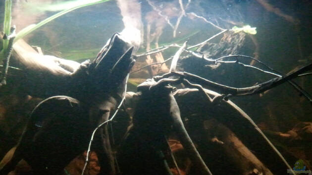 Zum Beispiel Energy Of Rio Negro, nicht mehr existent