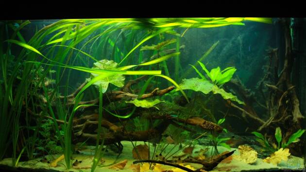 Zum Beispiel Orilla del rio Aufgelöst