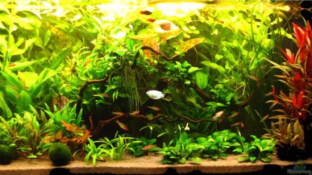 Zum Beispiel Becken 2059