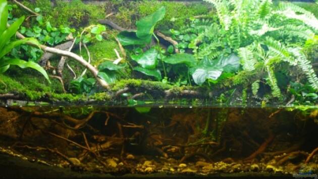 Zum Beispiel African Stream