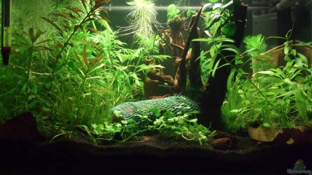 Zum Beispiel Es hängt