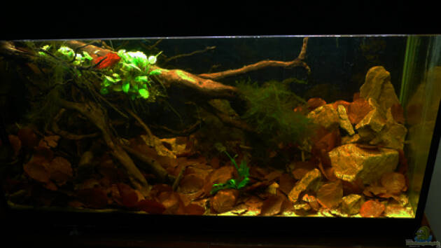 Zum Beispiel Kellerbecken