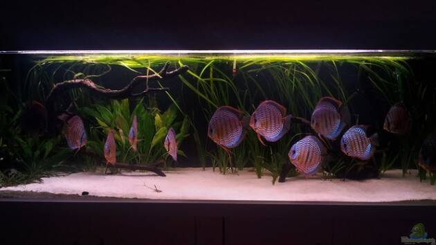 Zum Beispiel aufgelöst