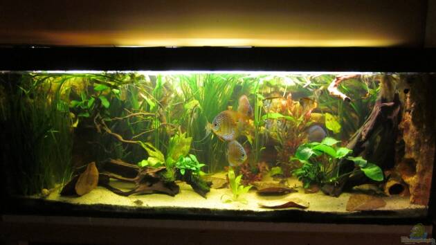 Zum Beispiel Wohnzimmer Schauaquarium