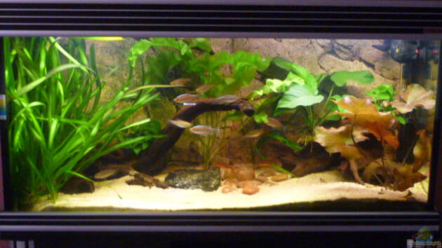 Zum Beispiel Becken 22012