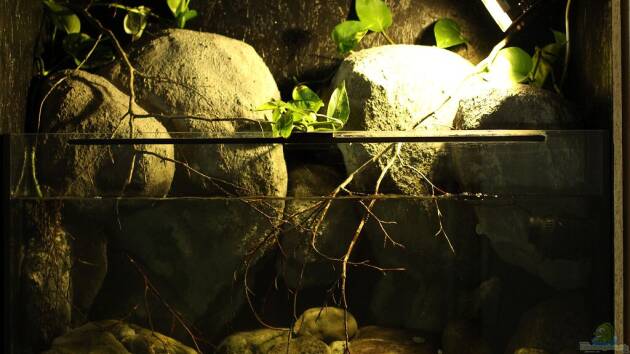 Zum Beispiel Gebirgsbach Paludarium