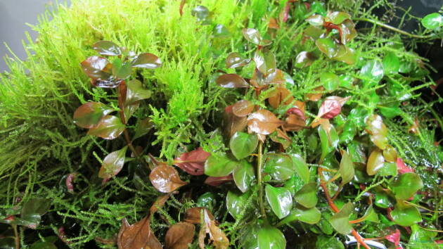 Zum Beispiel Nur noch Beispiel