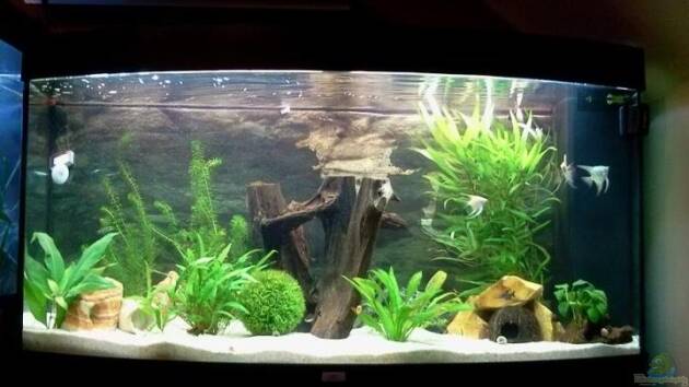 Zum Beispiel Gesellschaftsbecken