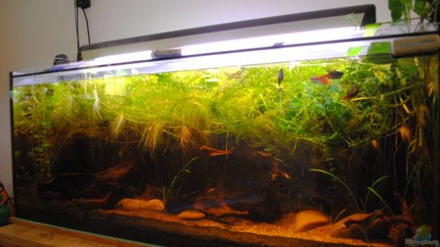 Zum Beispiel Becken 22788 Indischer Strassengraben