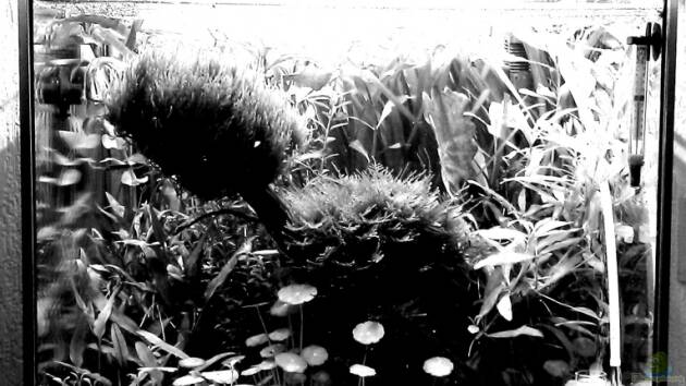 Zum Beispiel The Kitchen Tank