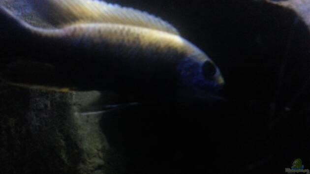 Zum Beispiel My second Malawi basin existiert nicht mehr