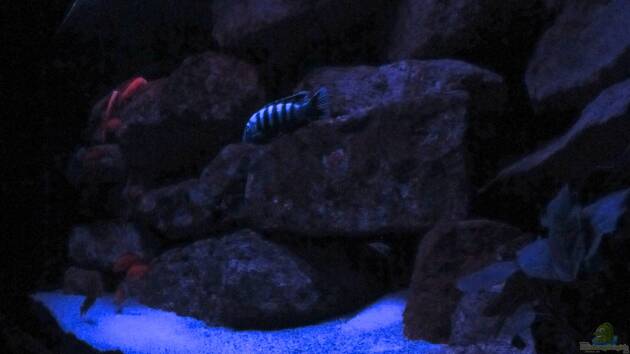 Zum Beispiel Mbuna Felsen