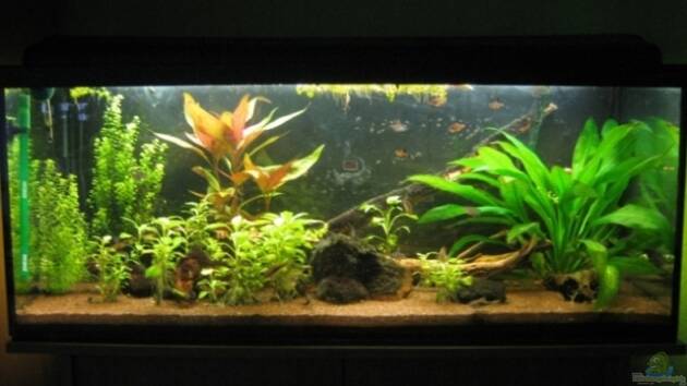 Zum Beispiel South American Dream