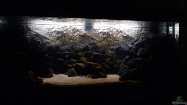 Zum Beispiel 540l Mbuna