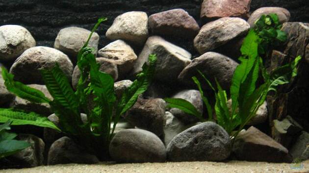 Zum Beispiel Becken 2377