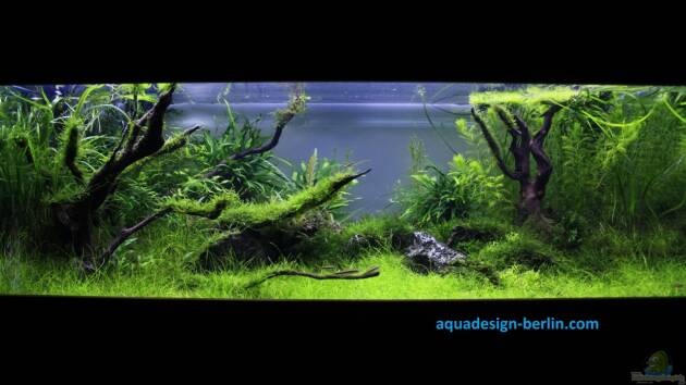 Zum Beispiel Stille Lichtung