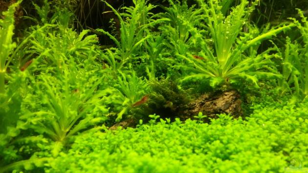 Zum Beispiel Am Fuße des Vulkans