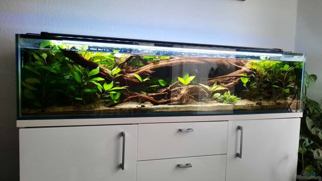 Zum Beispiel 130cm Asiatisches Flachwasser-Biotop