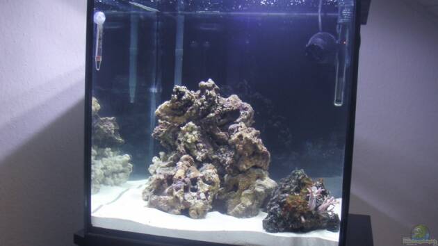 Zum Beispiel Becken 2397