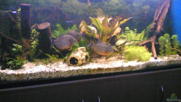 Zum Beispiel Becken 2439