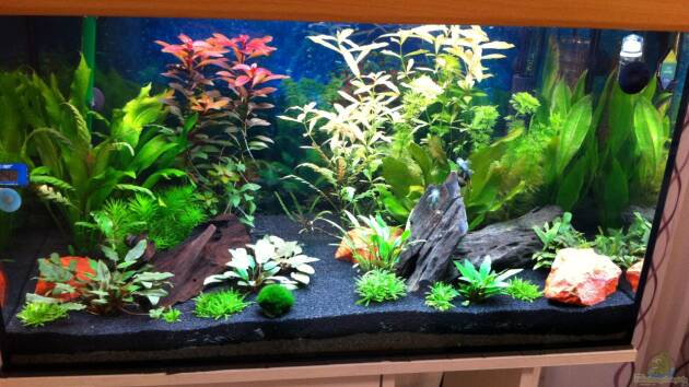 Zum Beispiel Asia Dreams