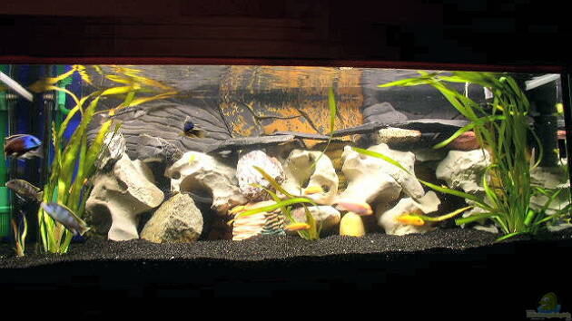 Zum Beispiel Becken 251