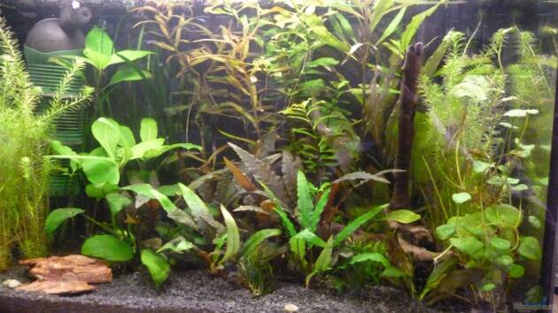 Zum Beispiel Becken 25217