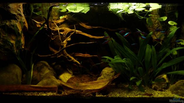 Zum Beispiel My~little~southamerican~Tank