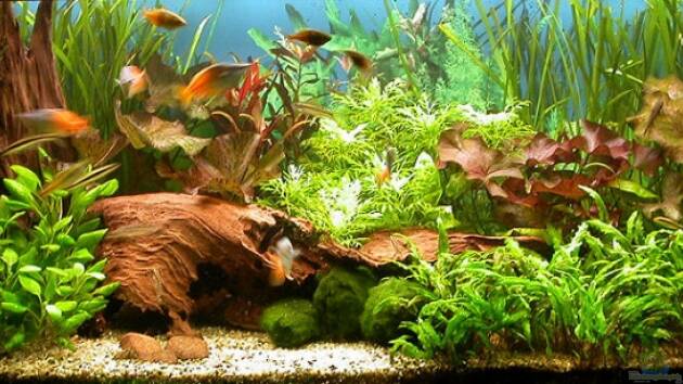 Zum Beispiel Becken 2568