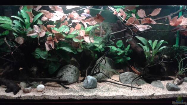 Zum Beispiel KongO At HomE - nur noch als Beispiel