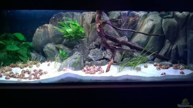 Zum Beispiel Tanganjikabecken mit selbstgebauter Rückwand