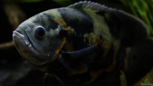 Zum Beispiel Chichlidius Tank