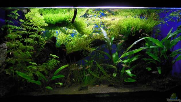 Zum Beispiel Endler's Paradise